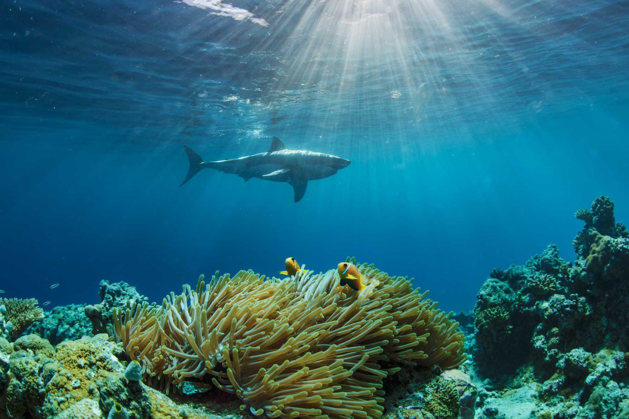 Deep Within A Cave, Researchers Came Across Two Ancient Sharks That Lived 325 Million Years Ago, And We Never Knew About Them Before - Vimarsana News