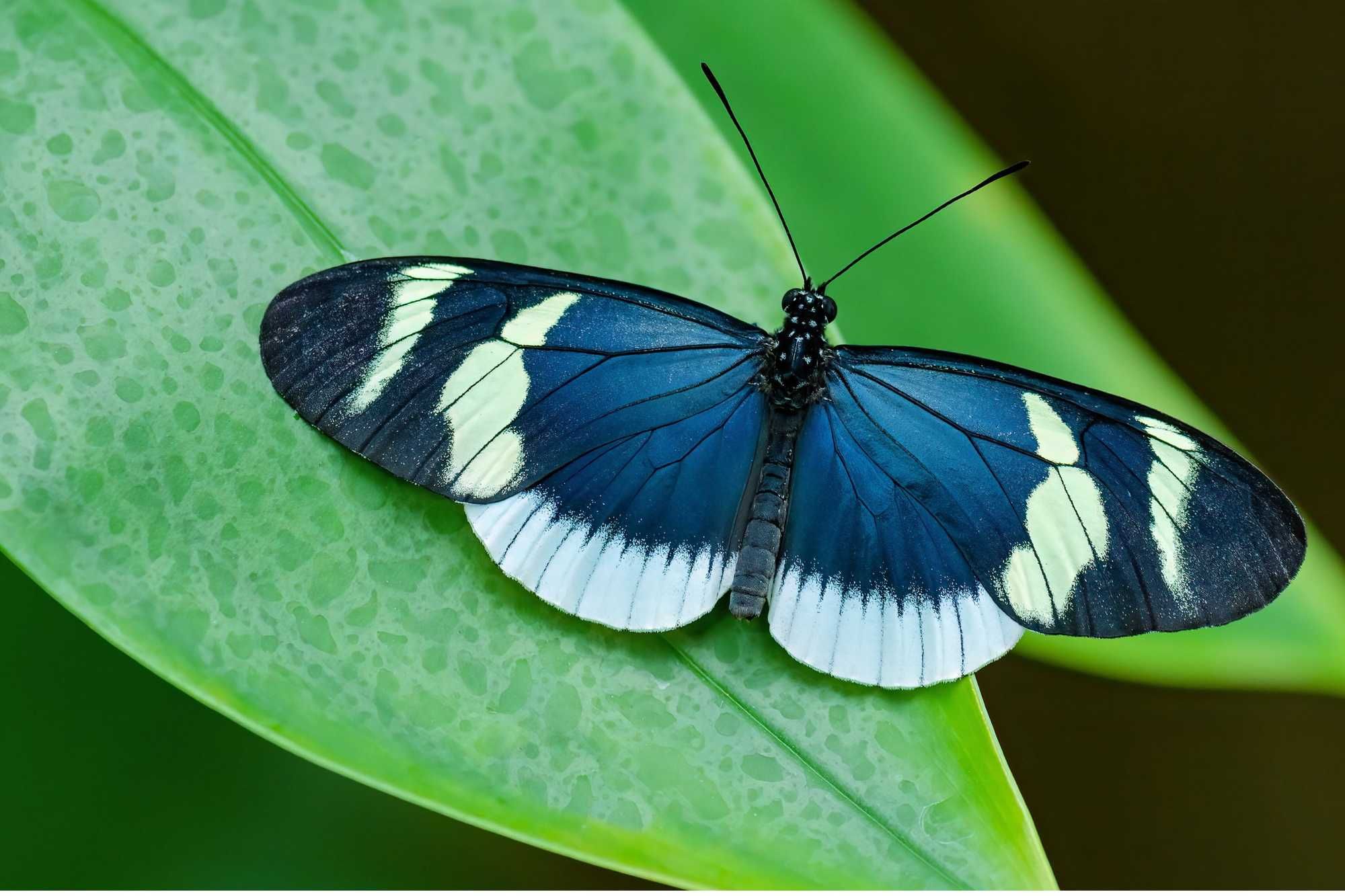 In A Novel Study, University Of Bristol Researchers Found The First Experimental Proof Of Spatial Learning Abilities In Any Species Of Butterfly Or Moth - Vimarsana News