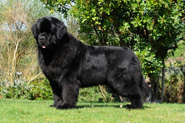 Ricant Images - stock.adobe.com - illustrative purposes only, not the actual dog