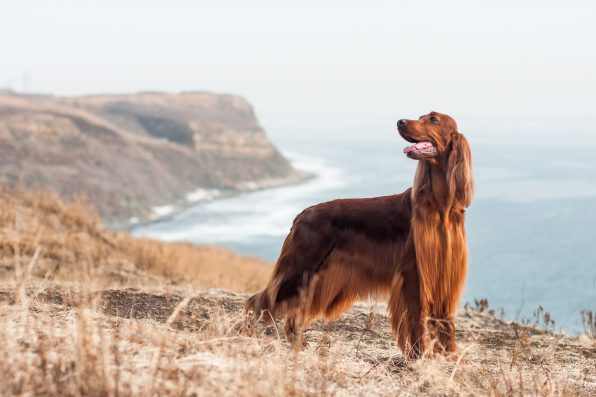 liza_m - stock.adobe.com - illustrative purposes only, not the actual dog