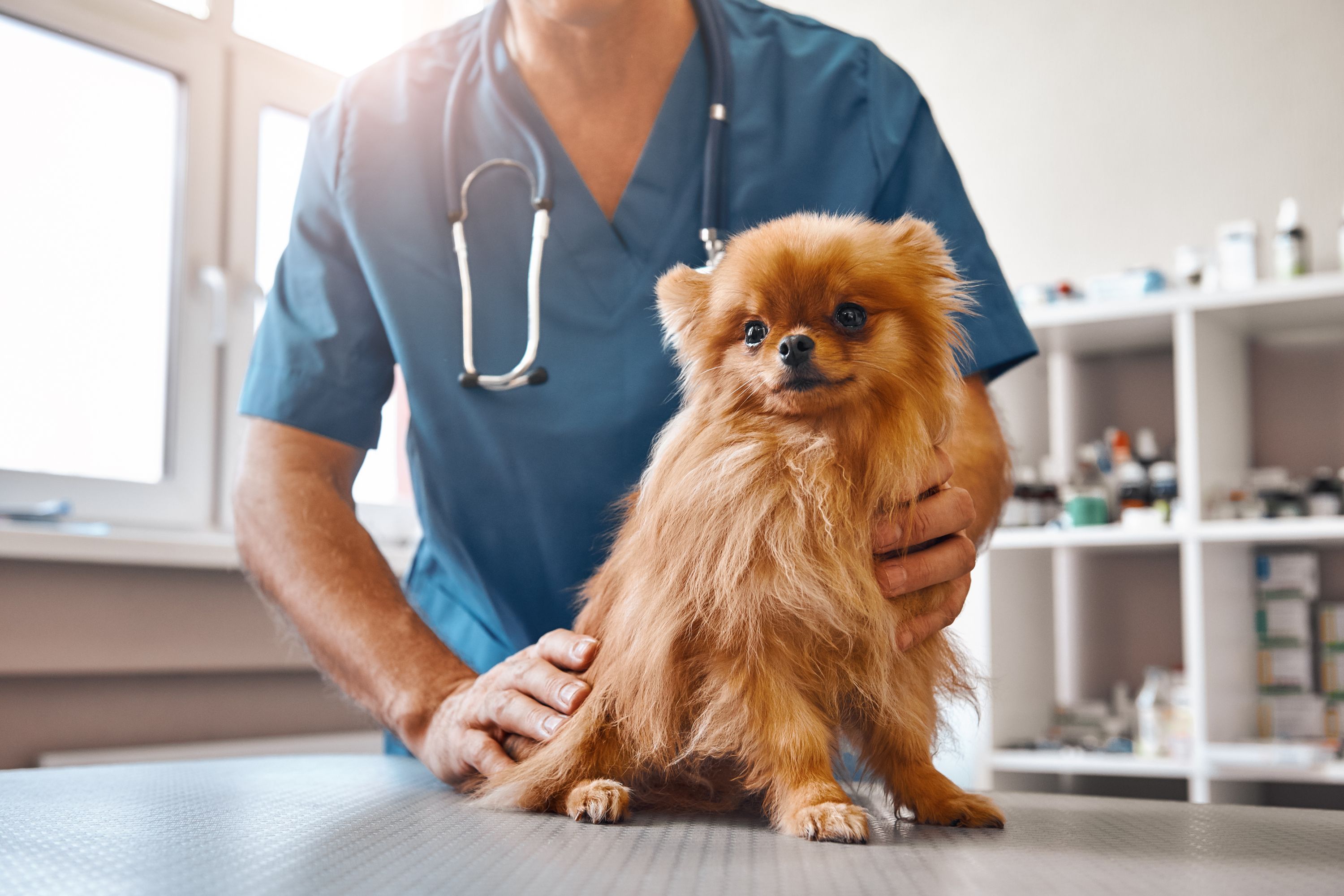 Researchers Are Leveraging Artificial Intelligence To Purchase A Novel Method For Early Most cancers Detection In Canines – Chip Chick
