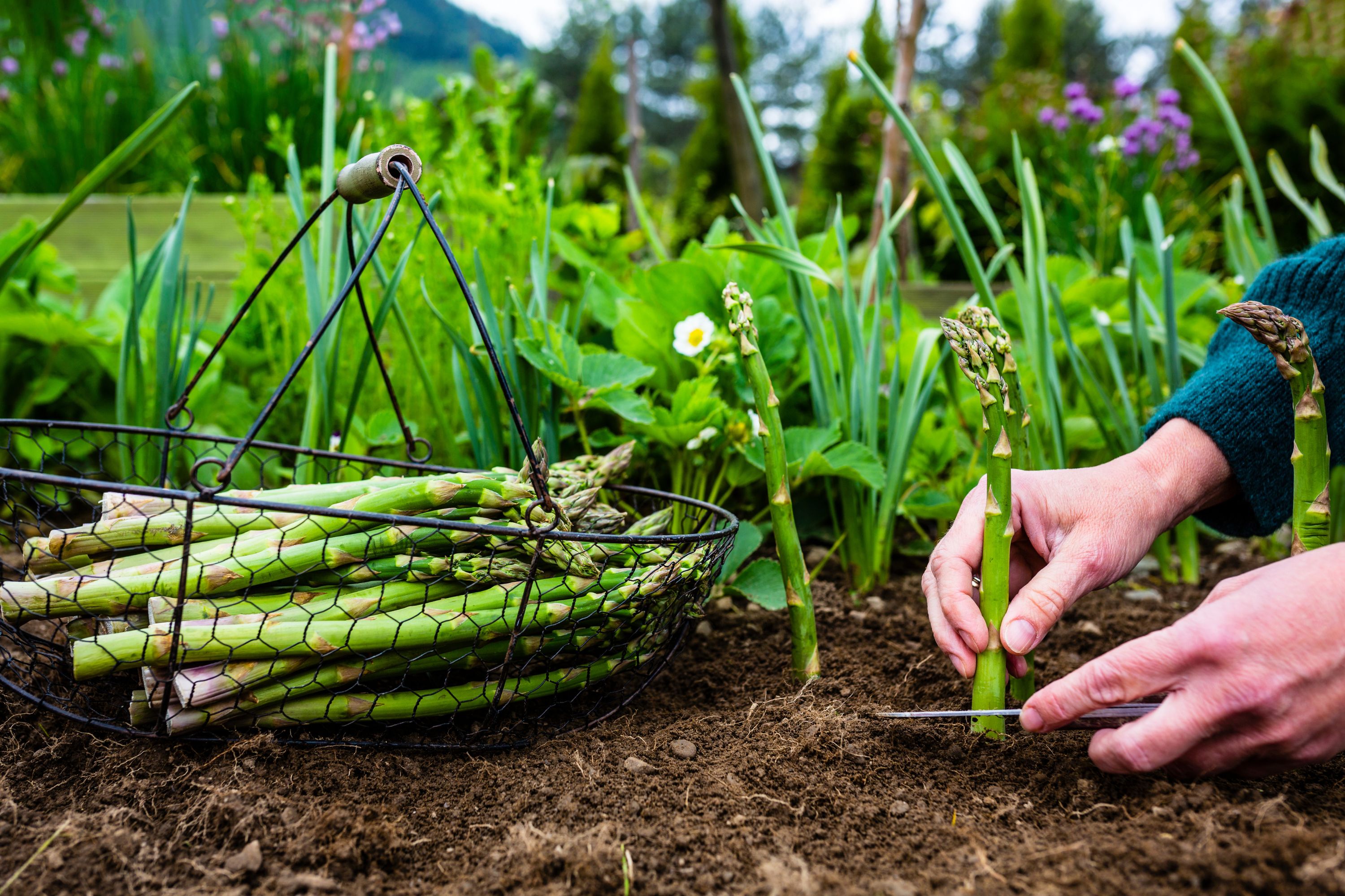 Nightshade Sensitivity?  The Asparagus Connection You Need To Know - a1syed5