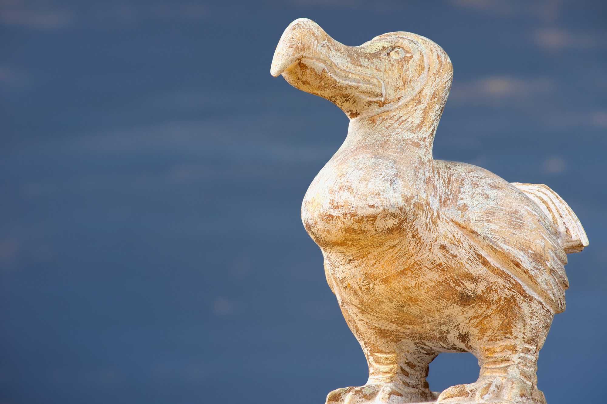 Human Interference Led To The Extinction Of The Dodo Bird By 1690, But Now, A Genetic Engineering Company Is Working To Revive This Bird Species And Return It To Its Original Habitat - Vimarsana News
