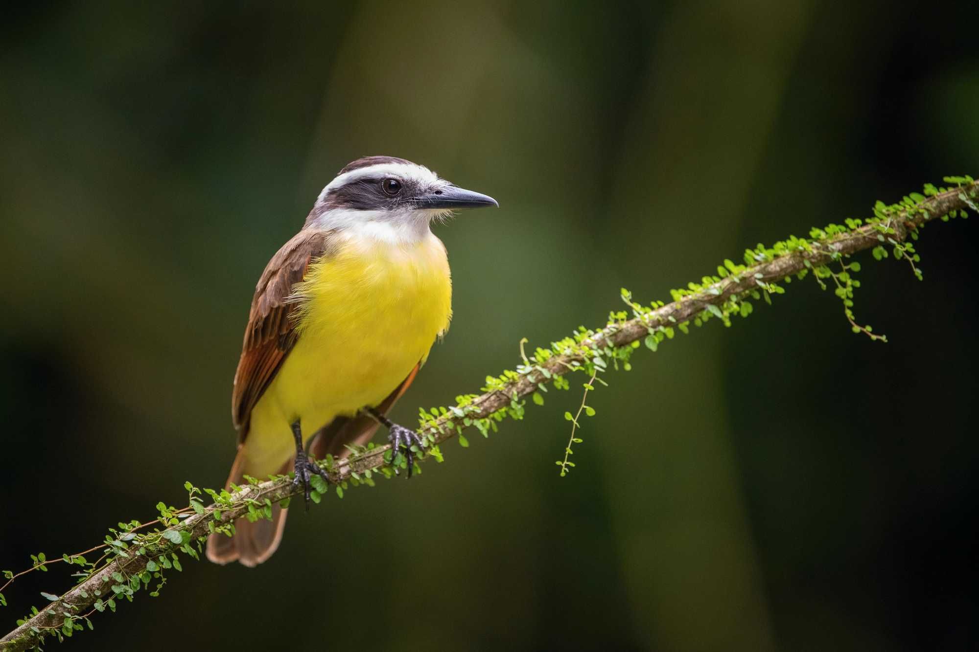 New Research Suggests Birds Do Dream, And Scientists Were Even Able To Translate The Vocal Muscle Activity Of Birds During Slumber Into A Synthetic Song For The Very First Time - Vimarsana News