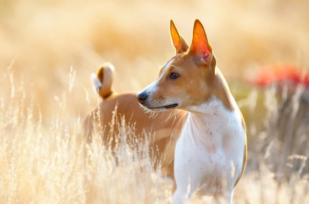 basenji portrait