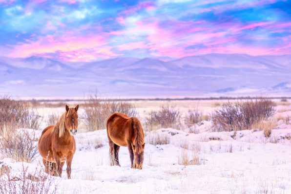 Beautiful horses against Altai mountains in winter, Russia. Wildlife colorful sunset landscape.