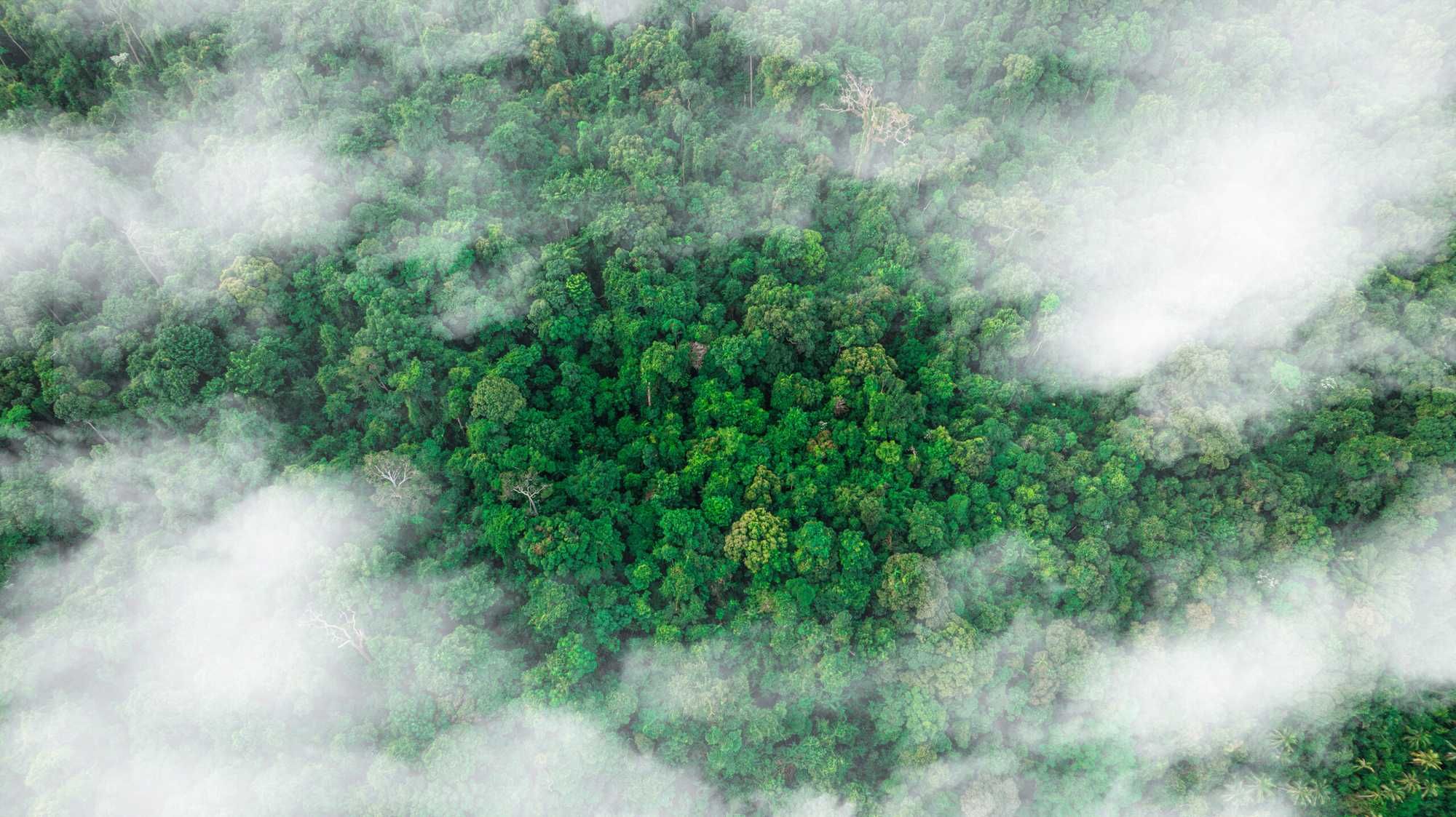 Extinct Forests It Turns Out This Mass Extinction Event In A Tropical Cloud Forest ...