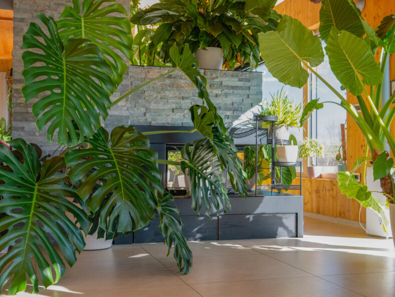 Enormous Monstera deliciosa houseplant draping across a bright, modern interior. Swiss cheese plant with unique perforated leaves in an indoor jungle ambiance. Relaxing living space with tropical vibe