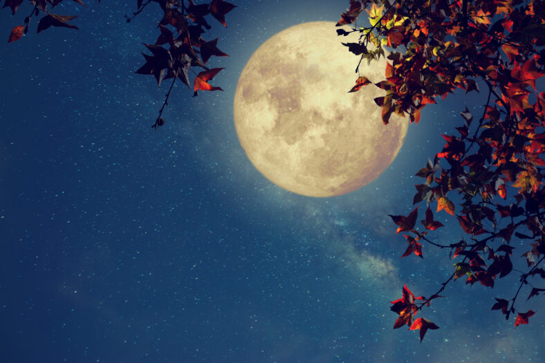 Beautiful autumn fantasy - maple tree in fall season and full moon with milky way star in night skies background. Retro style artwork with vintage color tone