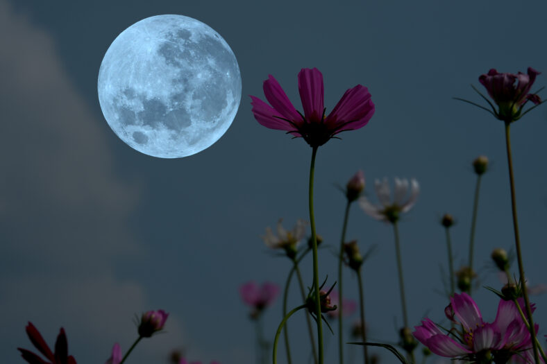 Full moon on the sky with silhouette flowers at night.