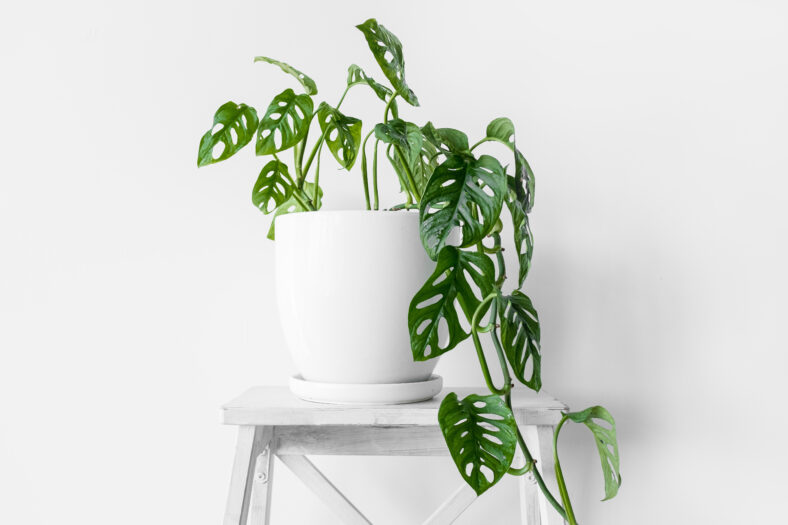 Beautiful plant Monstera Monkey Mask in a white pot stands on a white pedestal on a white background. Houseplant Monstera obliqua on a white background with hard shadows.