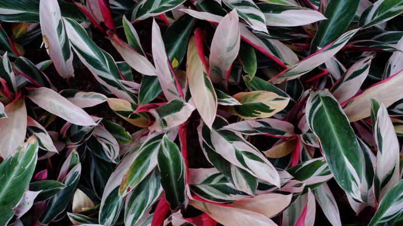 Background of Triostar Stromanthe leaf.Stromanthe is a genus of flowering plants in the family Marantaceae,native to the tropical portions of the Americas from Mexico to Trinidad to northern Argentina