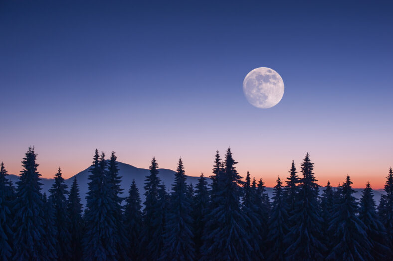 snovy trees on winter mountains