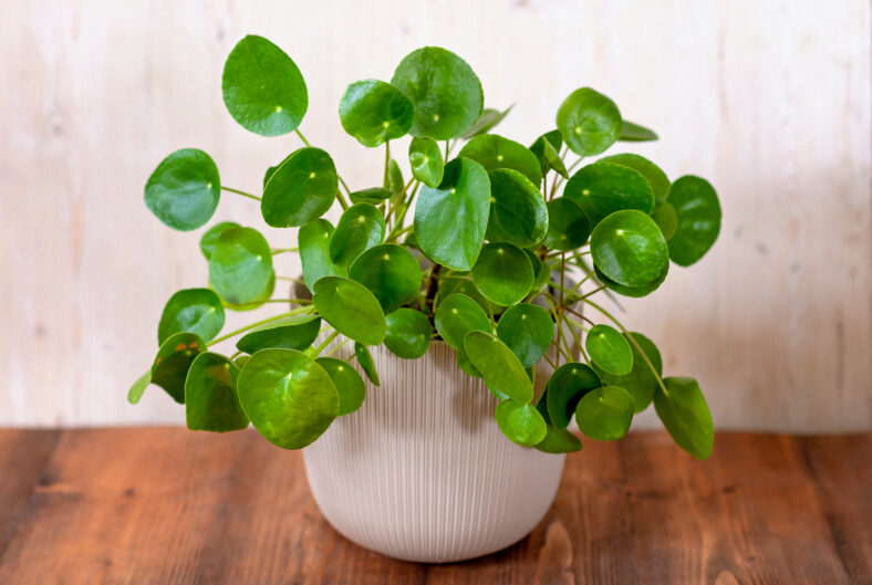 Small Pilea Peperomioides house plant in a gray pot in front of a black wall, Chinese money plant, copy space, the Chinese money plant or missionary plant