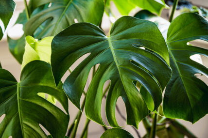 Big green leaves of a Swiss cheese