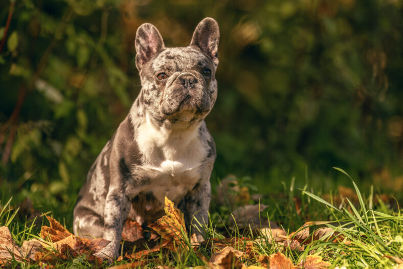 A merle french bulldong sitting on a meadow in autumn outdoors. Naural dog portrait