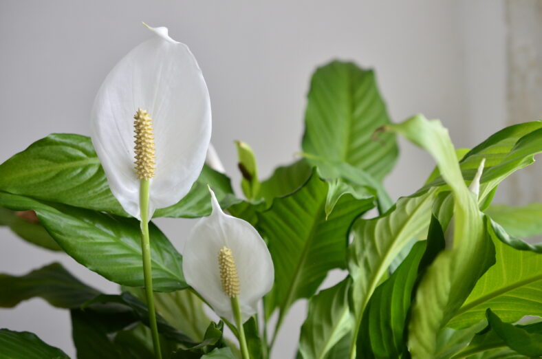 flor de lirio de paz