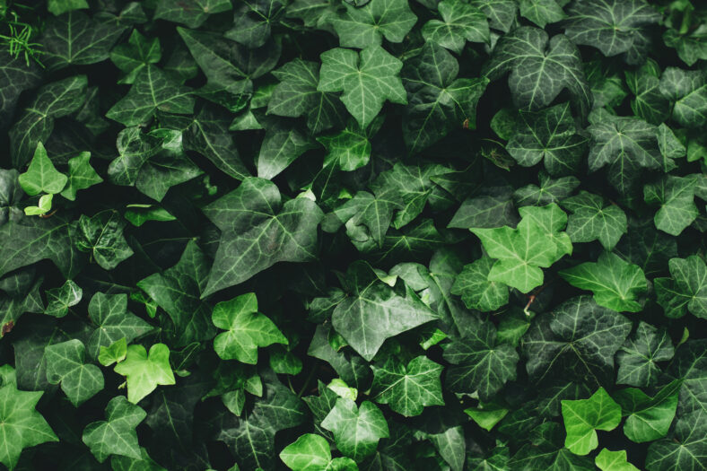 Macro de primer plano de Hedera Helix English Ivy Green Hojas, tonificadas con filtros vintage retro. Fondo verde natural texturizado. Vista desde la parte superior de arriba.