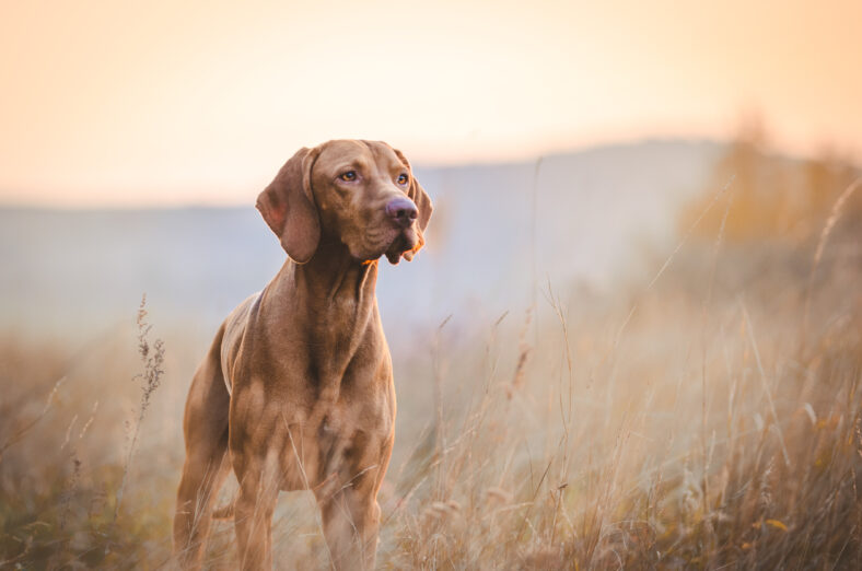 Hungarian hound pointer vizsla dog in autumn in the field