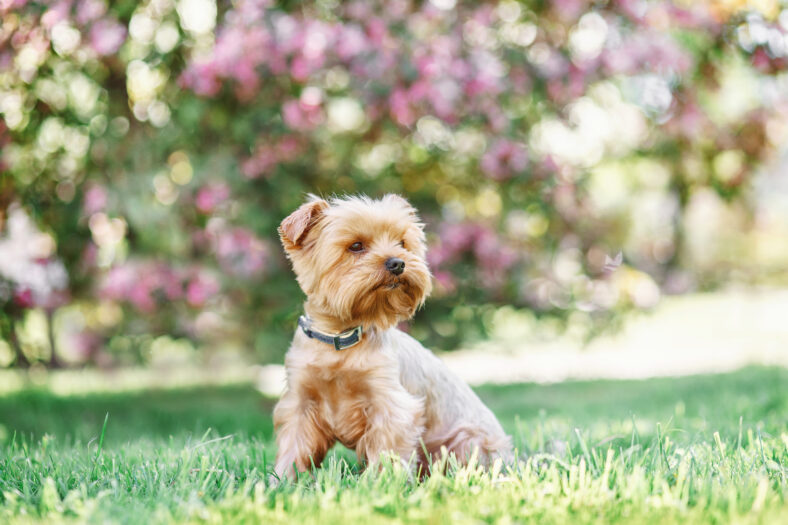close up portrait of pretty sweet small little dog Yorkshire terrier in collar sitting outdoor dress on the spring sunny summer background