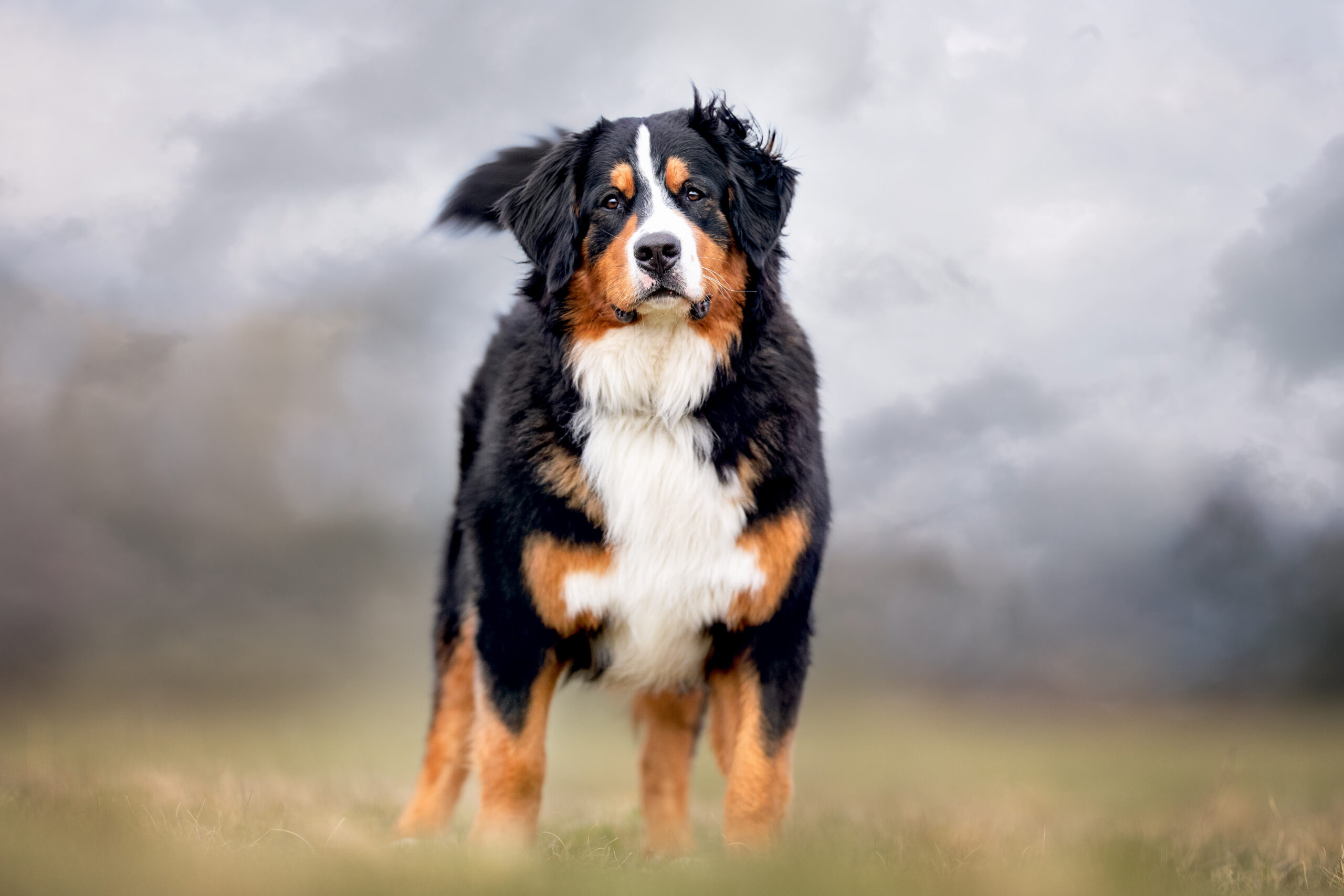 happy dog has a great time