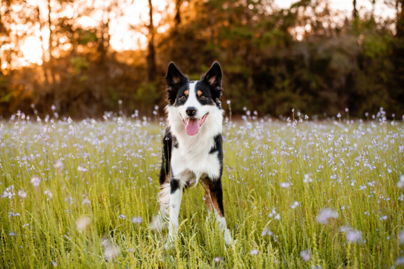 Border collie enjoying a field with purple flowers, portrait of a trained dog
