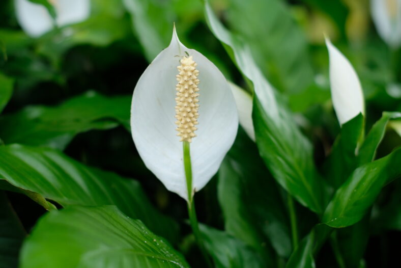 Flower White Anturium y Hojas. Spathiphyllum cocklearispathum es una especie de planta en la familia Araceae. Spathiphyllum blanco con hojas verdes