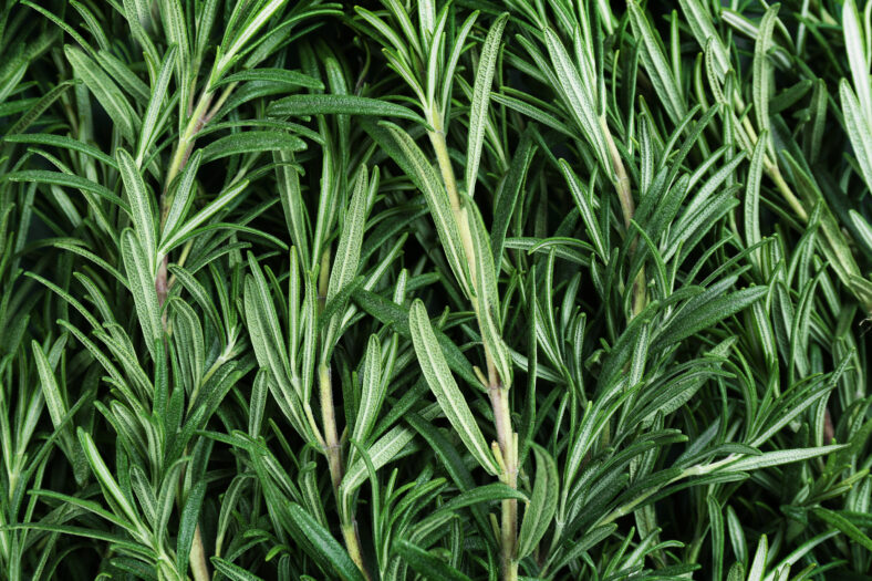 Rosemary orgánico fresco como fondo, vista superior