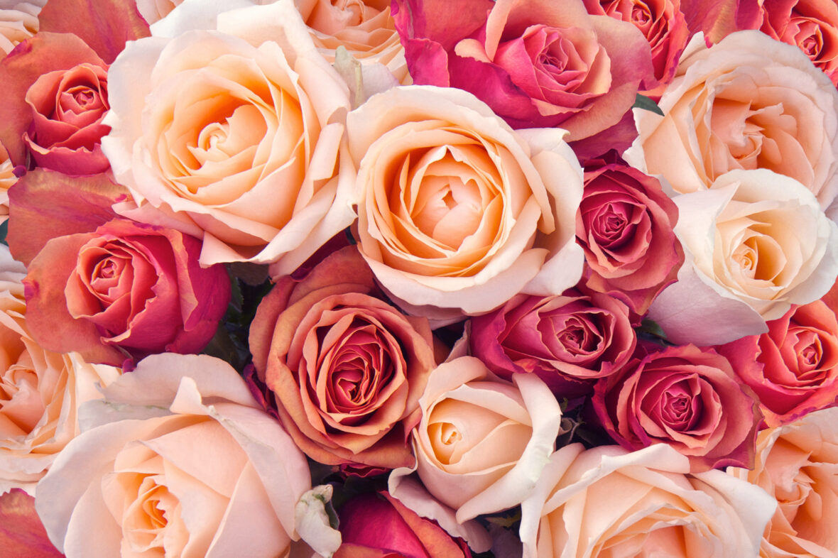 The Symbolism Behind Roses And What Each Color Means - Chip Chick