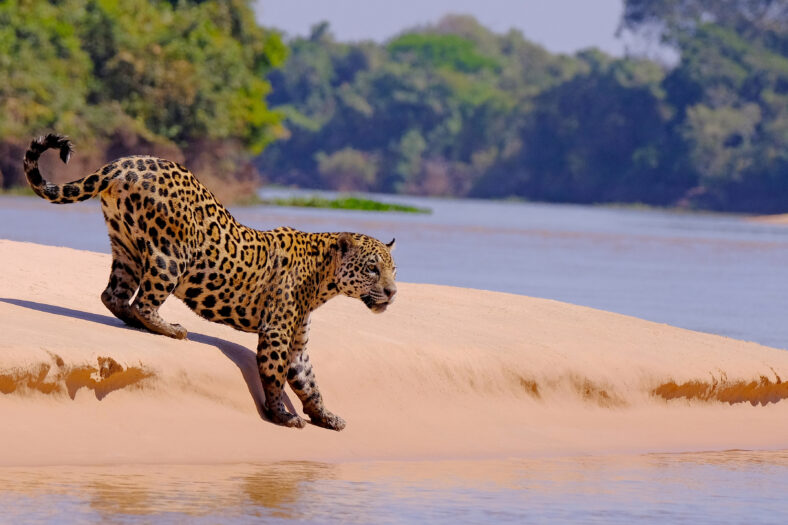 Cold front in the Amazon Rainforest affecting wildlife.