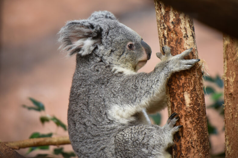 Koala climbing up a tree.
