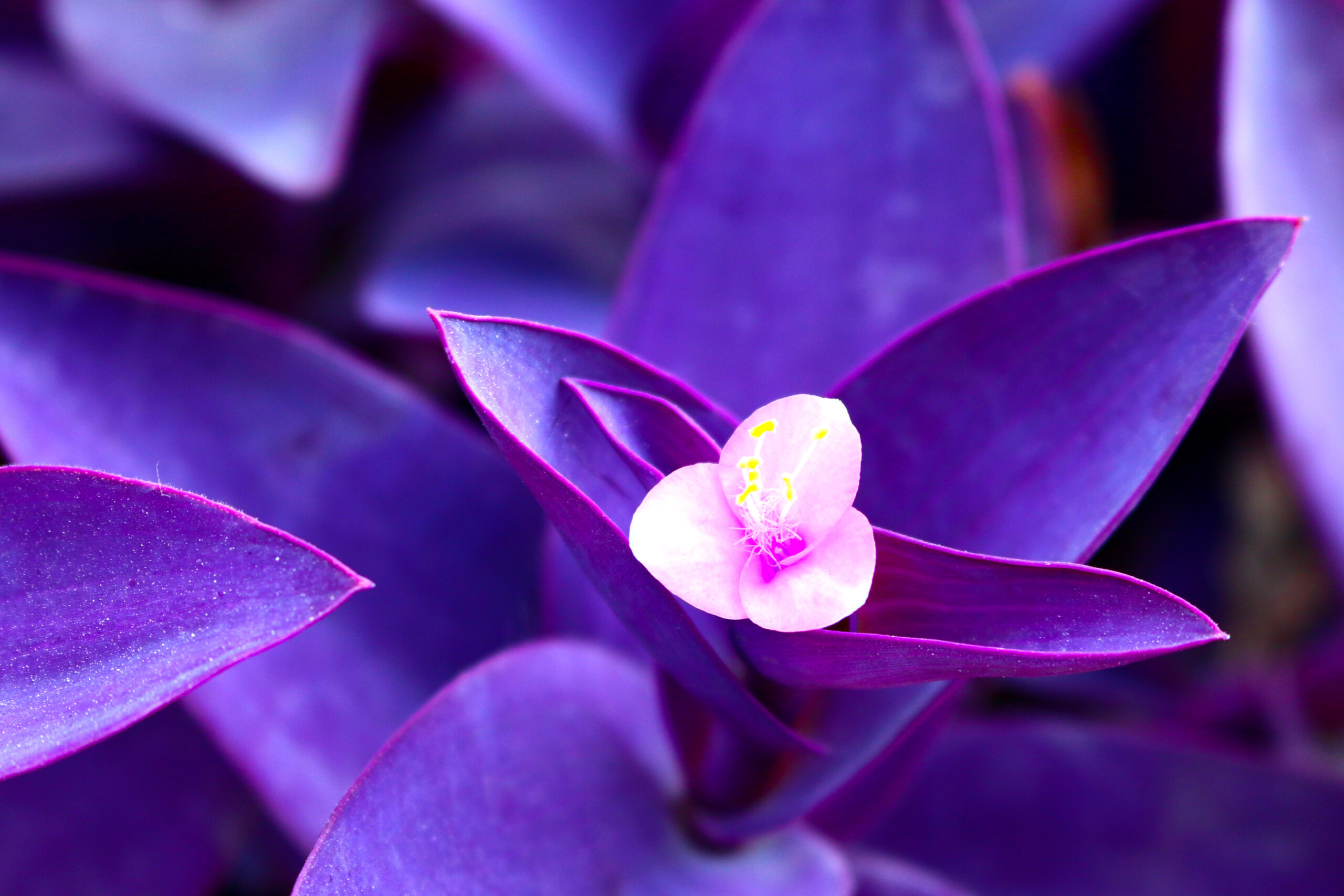 How You Can Care For A Purple Heart Plant, Which Will Make A Striking  Statement In Your Home - Chip Chick