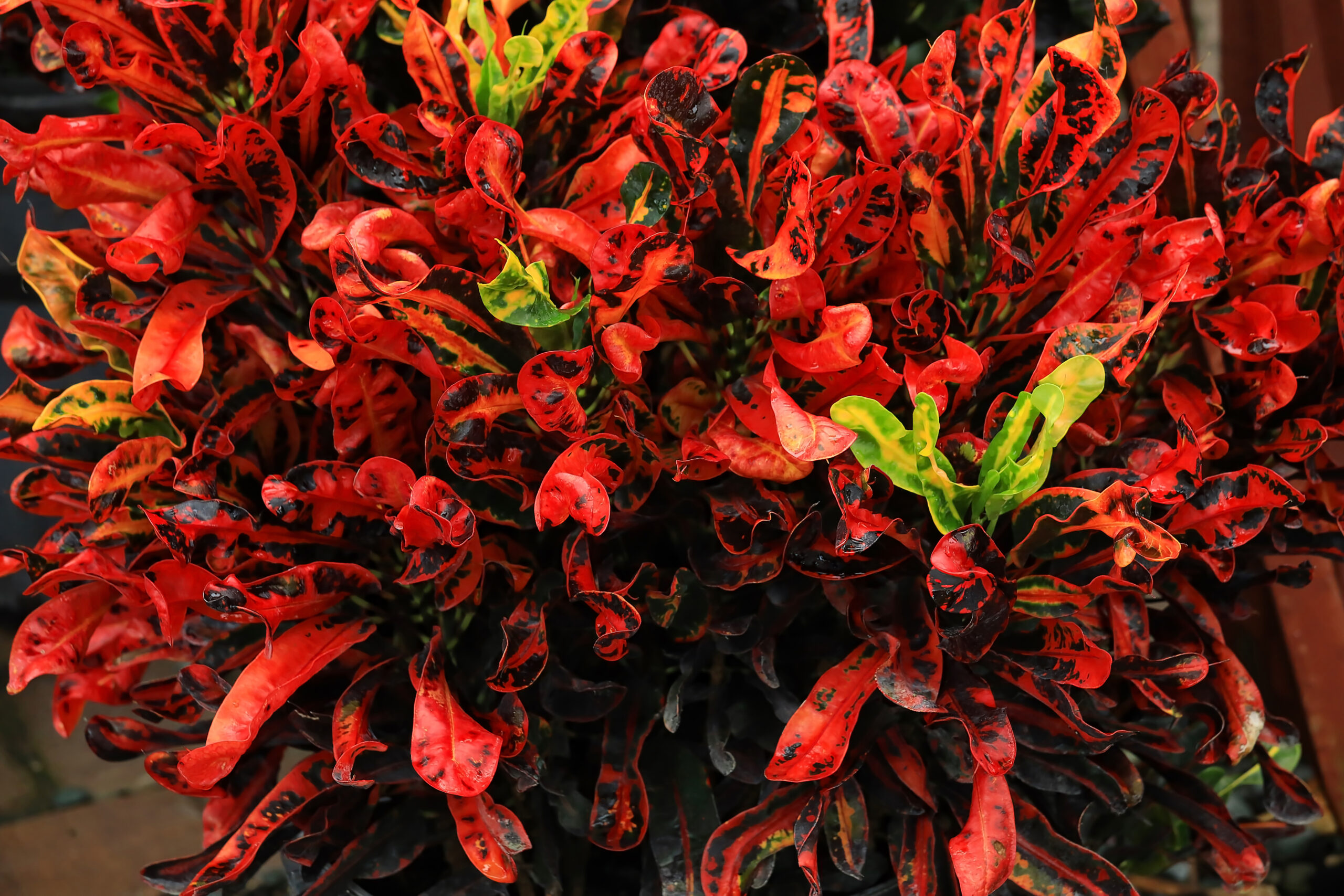 live plants indoor Aglaonema Collection (4PK) Essential Houseplant Live Plants Indoor Plants  Live in 2 inch Pots, Easy House Plants Indoors Live, Red Valentine, Night main image 1