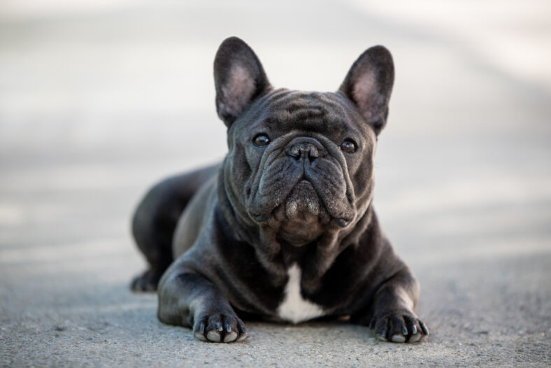 Baby named after a French Bulldog causes family dispute.