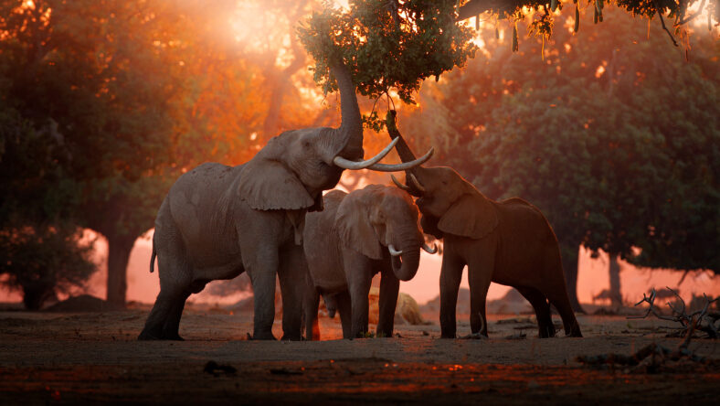 Elephant feeding feeding tree branch. Elephant at Mana Pools NP, Zimbabwe in Africa. Big animal in the old forest. evening light, sun set. Magic wildlife scene in nature.