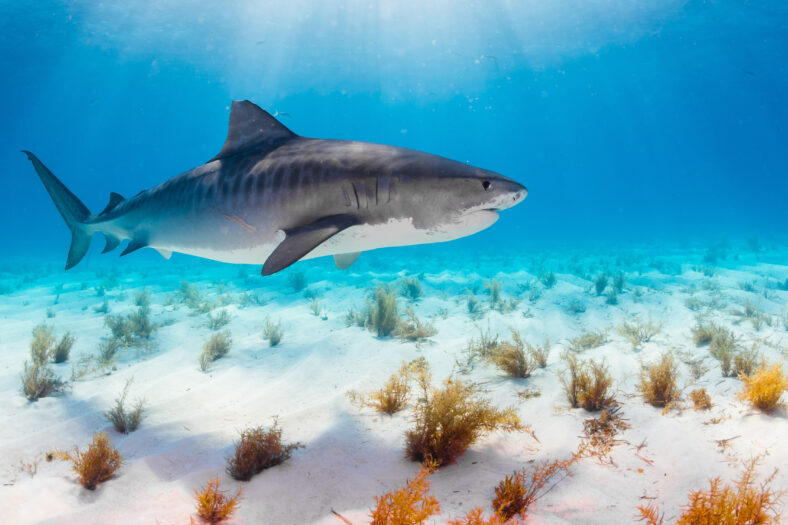 Tiger Shark swimming arround