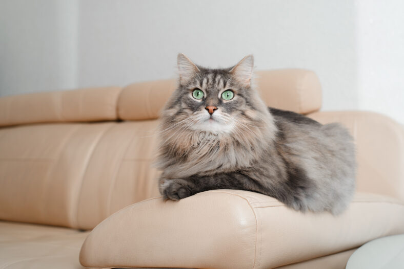 A cat sitting comfortably on a couch, unaware of the drama between its owner and a neighbor over pet custody