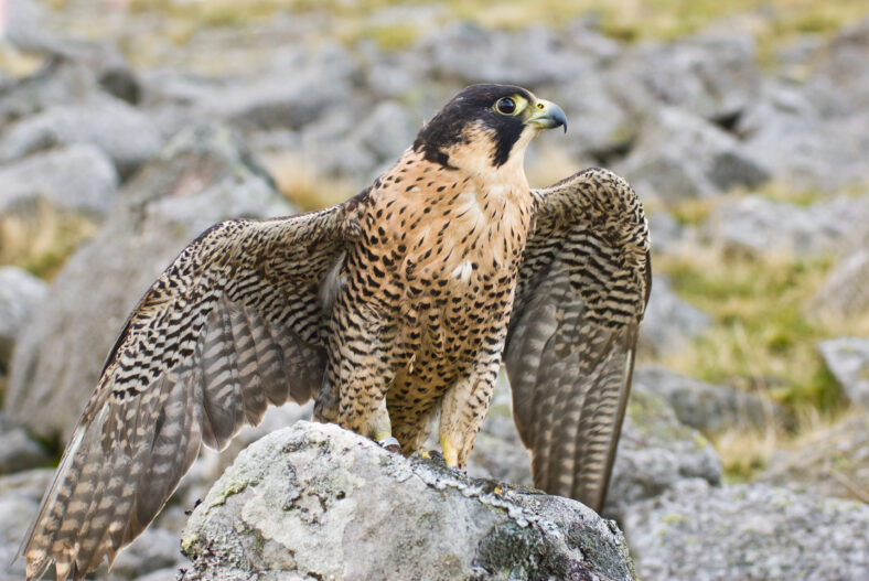 Peregrine Falcon on rock