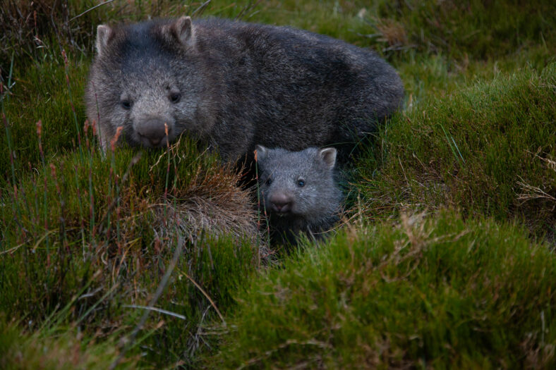 Wombat mom with baby in the grass