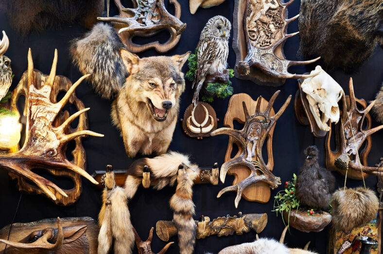 Wall with taxidermy animals