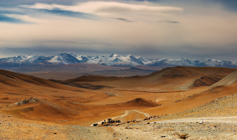 Mongolian nomads driving cattle, Western Mongolia