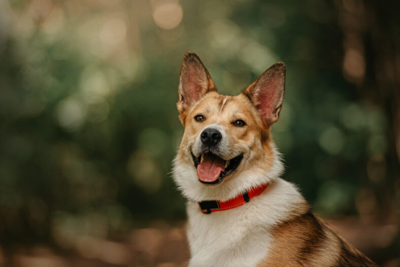 happy mixed breed dog sitting outdoors in summer