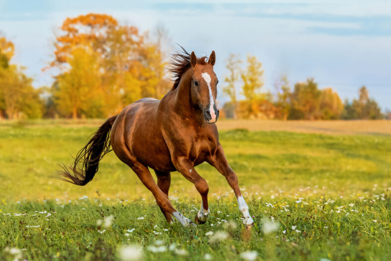 horse running on the field in autumn. Russian golden horse.