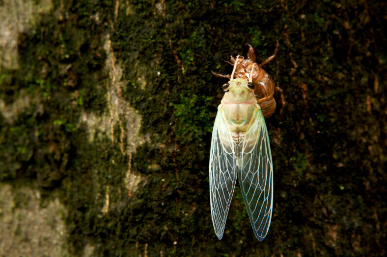 a cicada is born