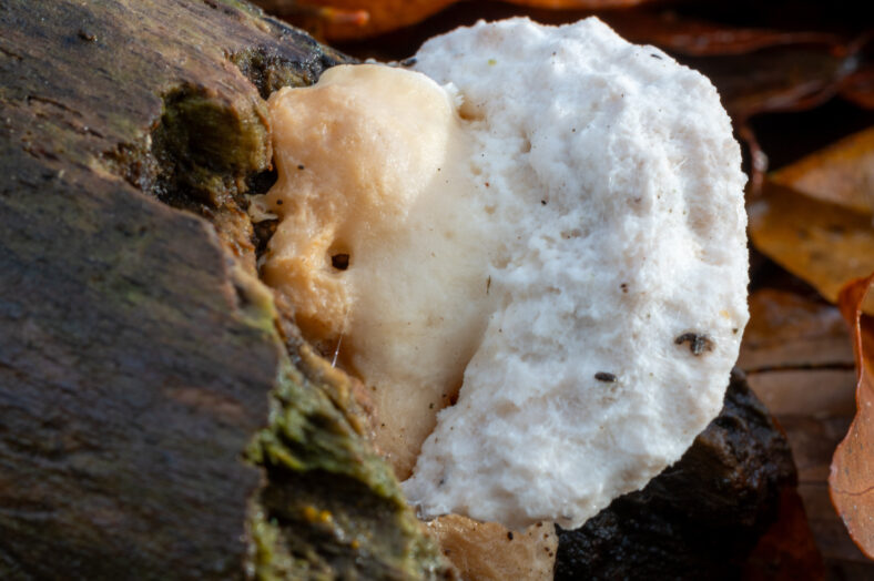 Close-up of a bitter bracket fungus at the veluwe