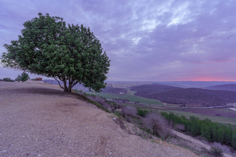 Sunrise view of a lone tree, countryside and rolling hills in Tel Azekah, the Shephelah region, south-central Israel