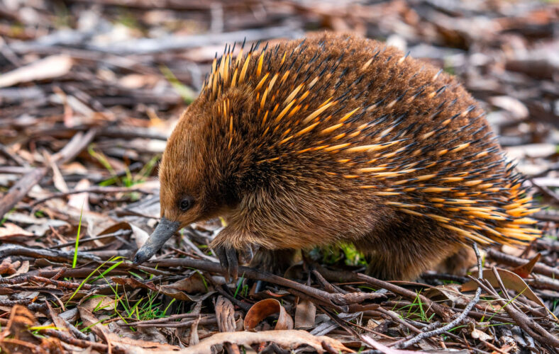 echidna