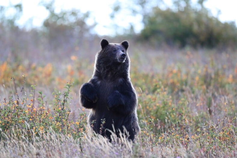 Grizzly bear (Ursus arctos horribilis), Glacier National Park, Montana, United States of America, North America