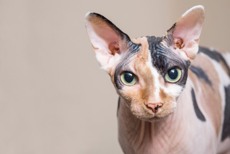 Sphynx cat. Brown cat