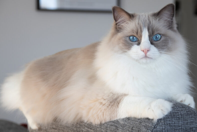 Ragdoll cat on sofa